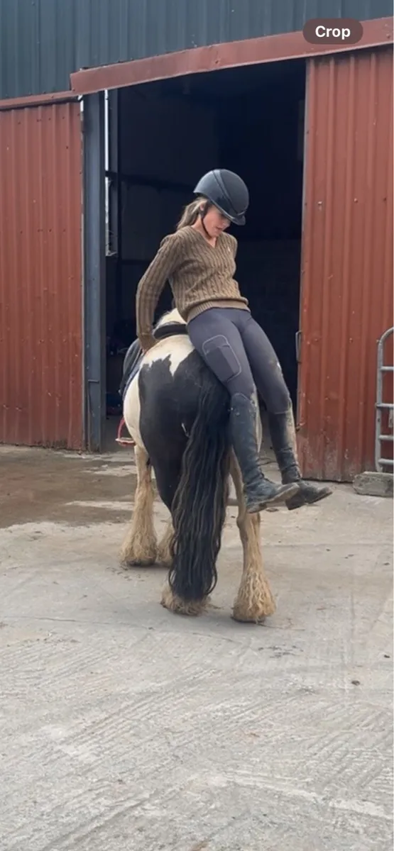 12:2 kids pony - Image 3
