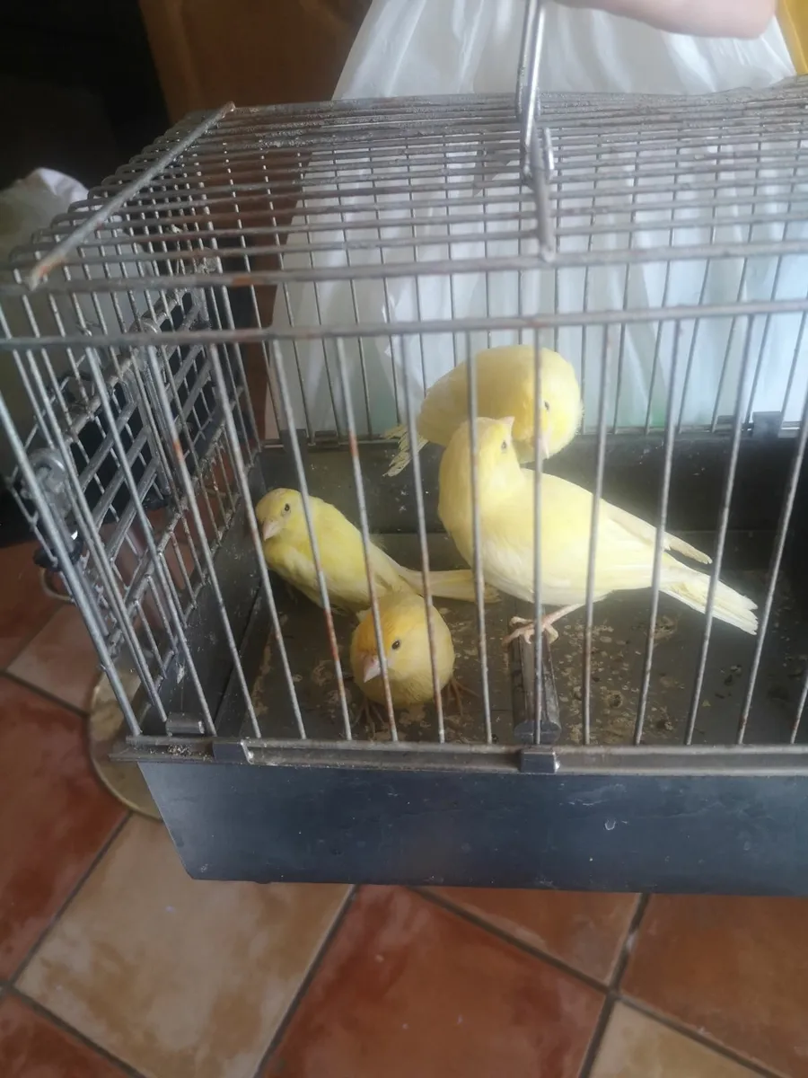 Birds - Image 1