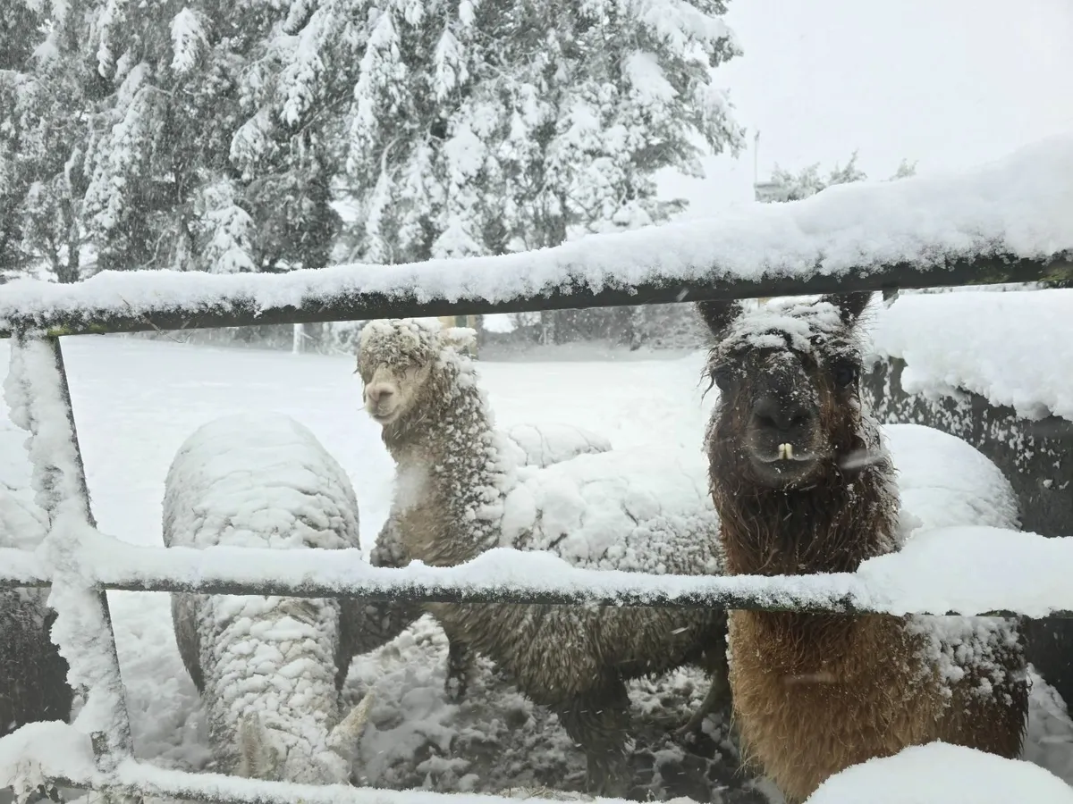 Alpaca - Image 4