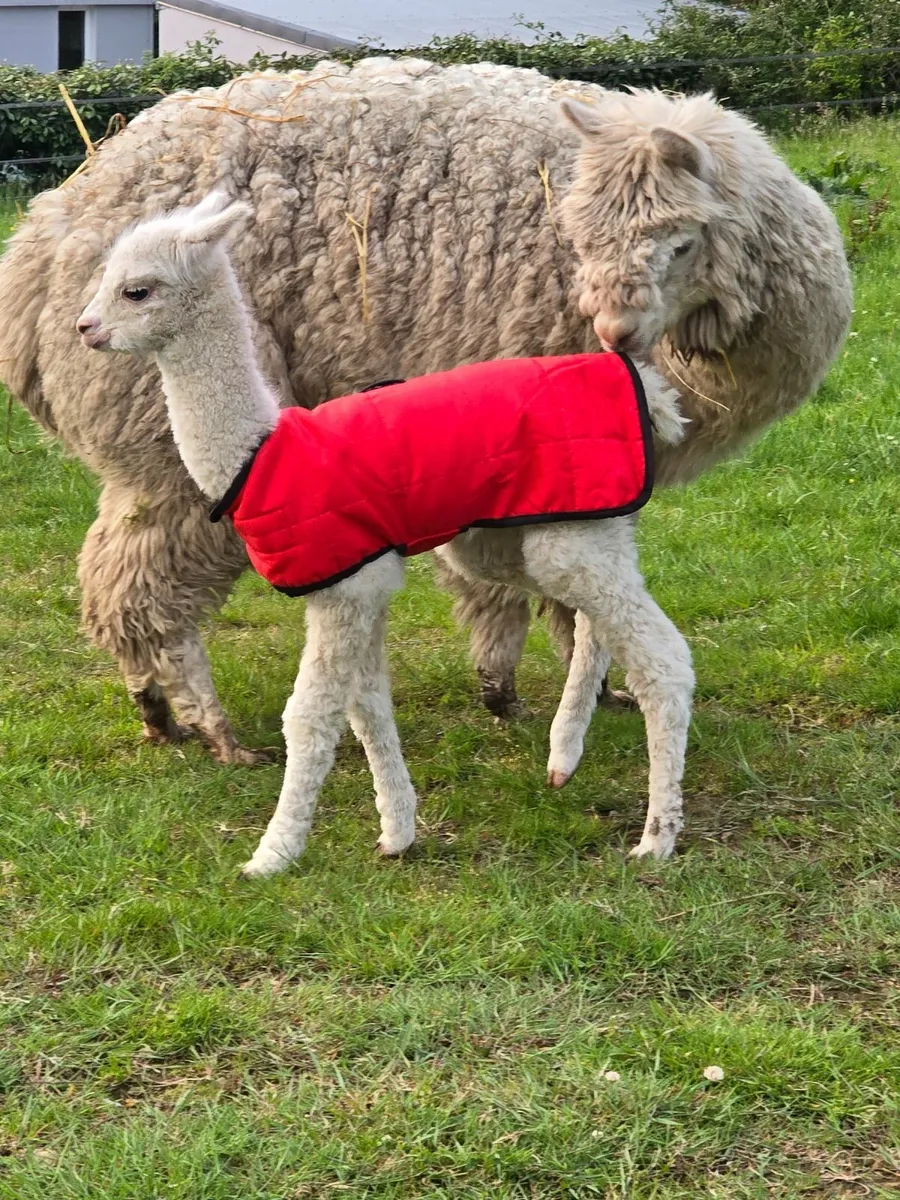 Alpaca - Image 2