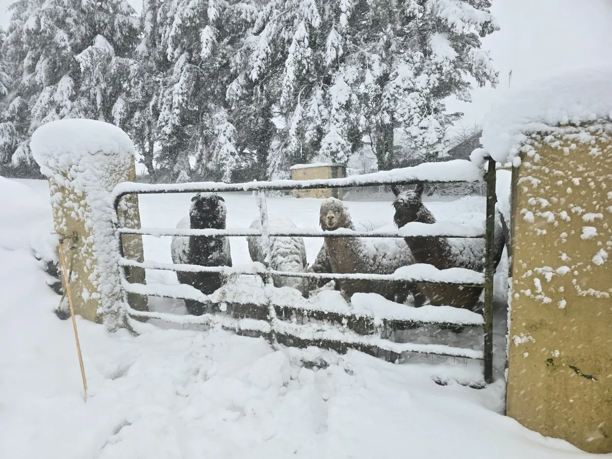 Alpaca - Image 3
