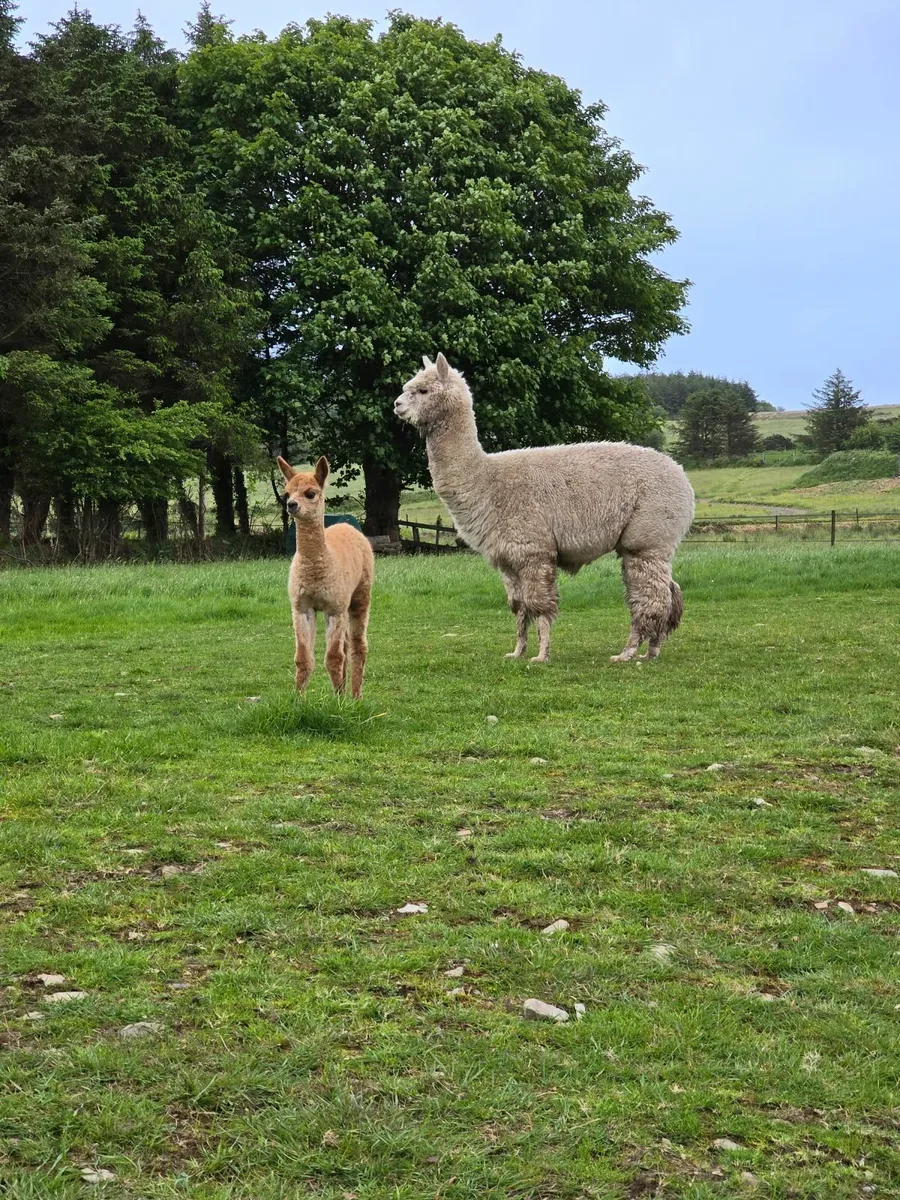 Alpaca - Image 1