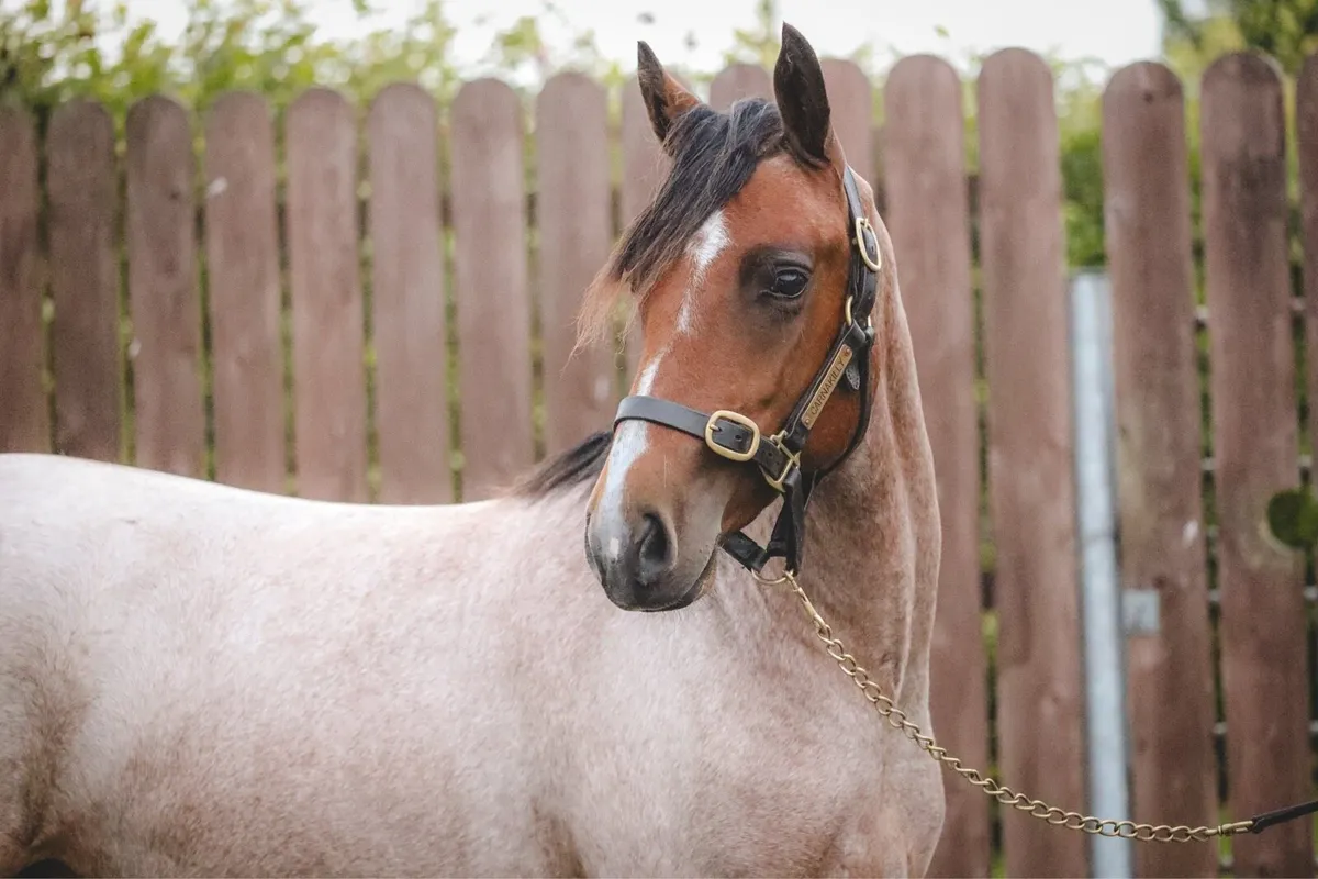 2yo Gwennic de Goariva Roan Connemara Filly - Image 1