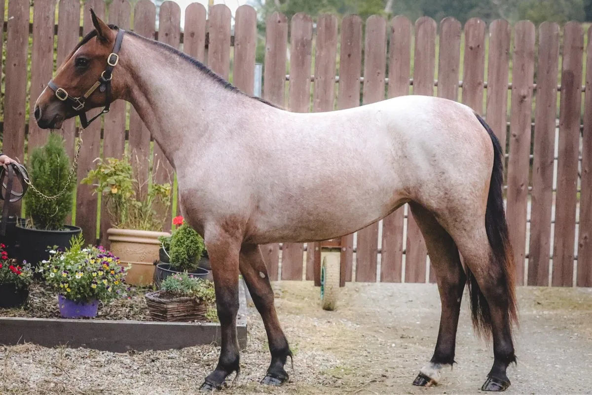 2yo Gwennic de Goariva Roan Connemara Filly - Image 2
