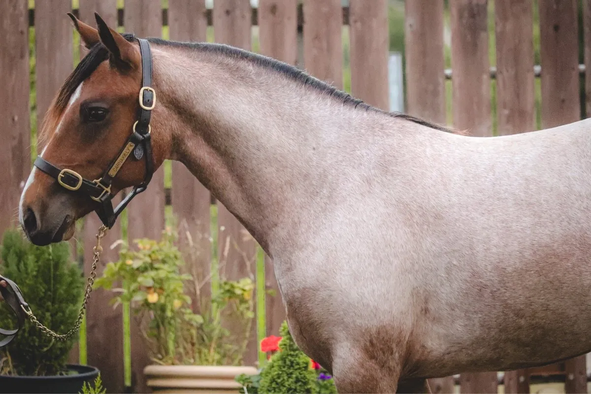 2yo Gwennic de Goariva Roan Connemara Filly - Image 3