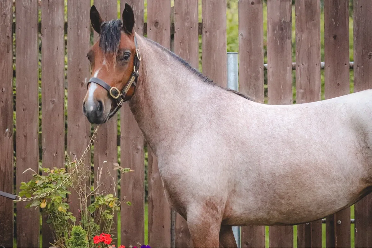 2yo Gwennic de Goariva Roan Connemara Filly - Image 4