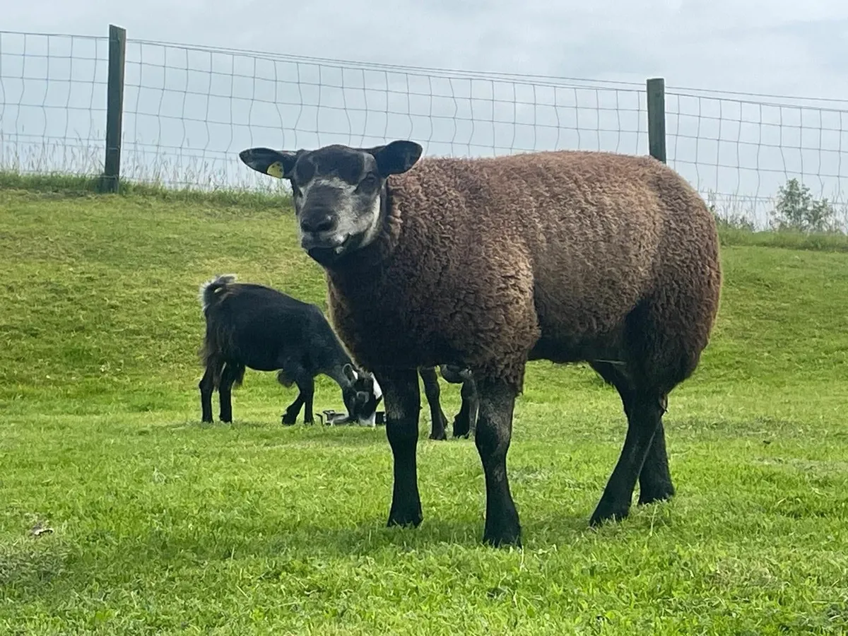 PB Blue Black Texel Ram Lamb - Image 2