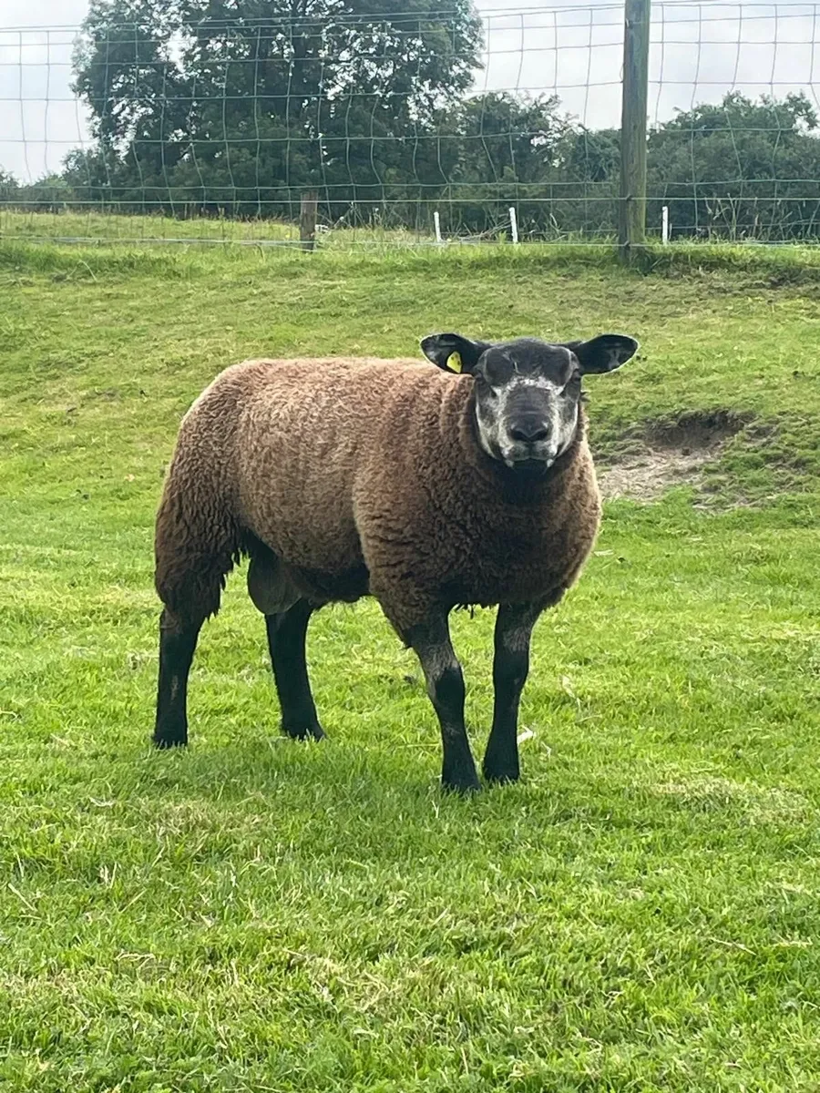 PB Blue Black Texel Ram Lamb - Image 3