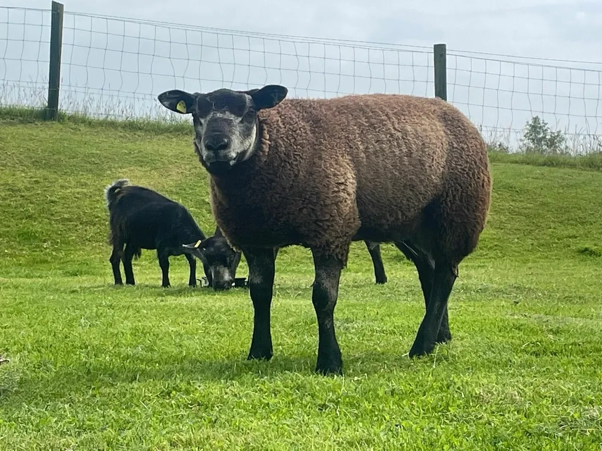 PB Blue Black Texel Ram Lamb - Image 4