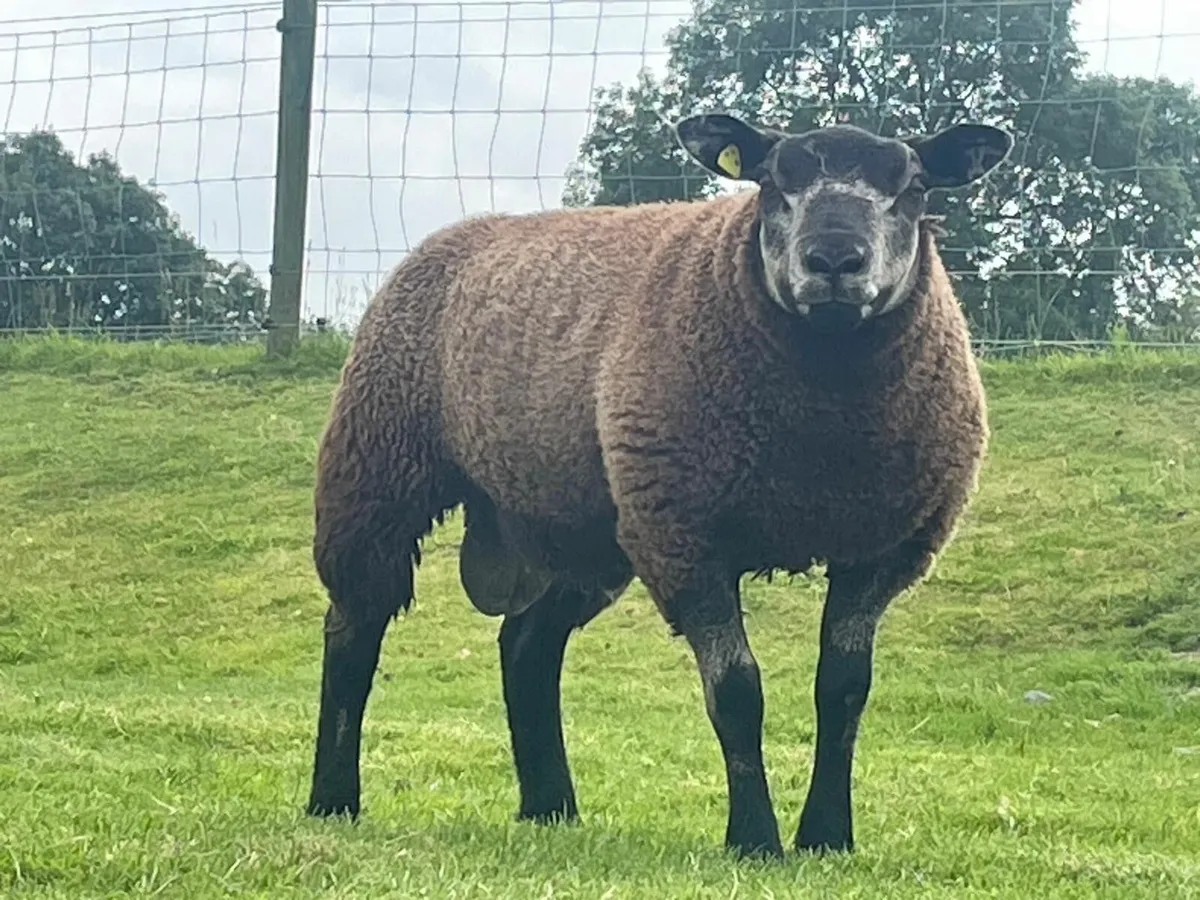 PB Blue Black Texel Ram Lamb - Image 1