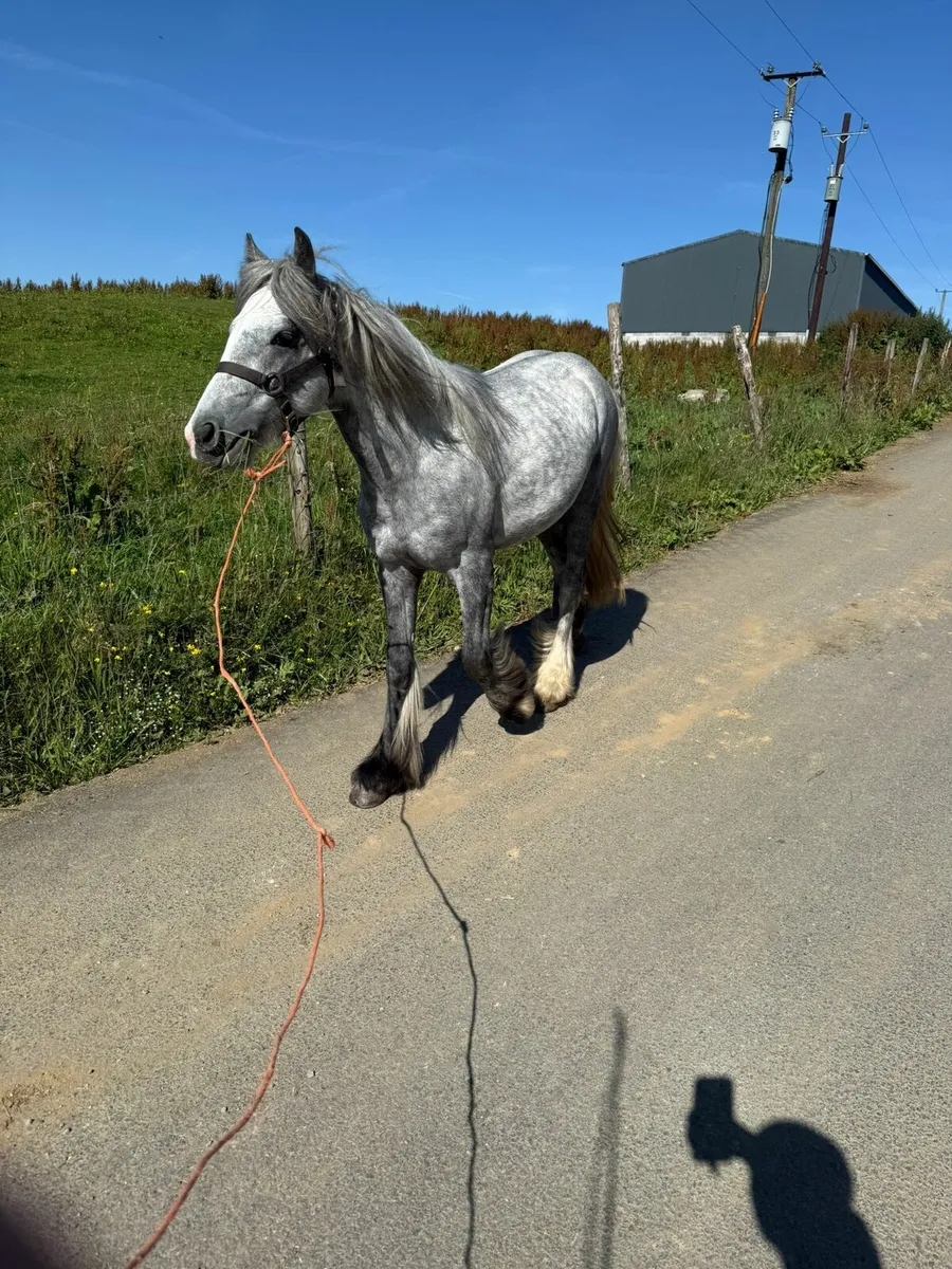 Pony - Image 1