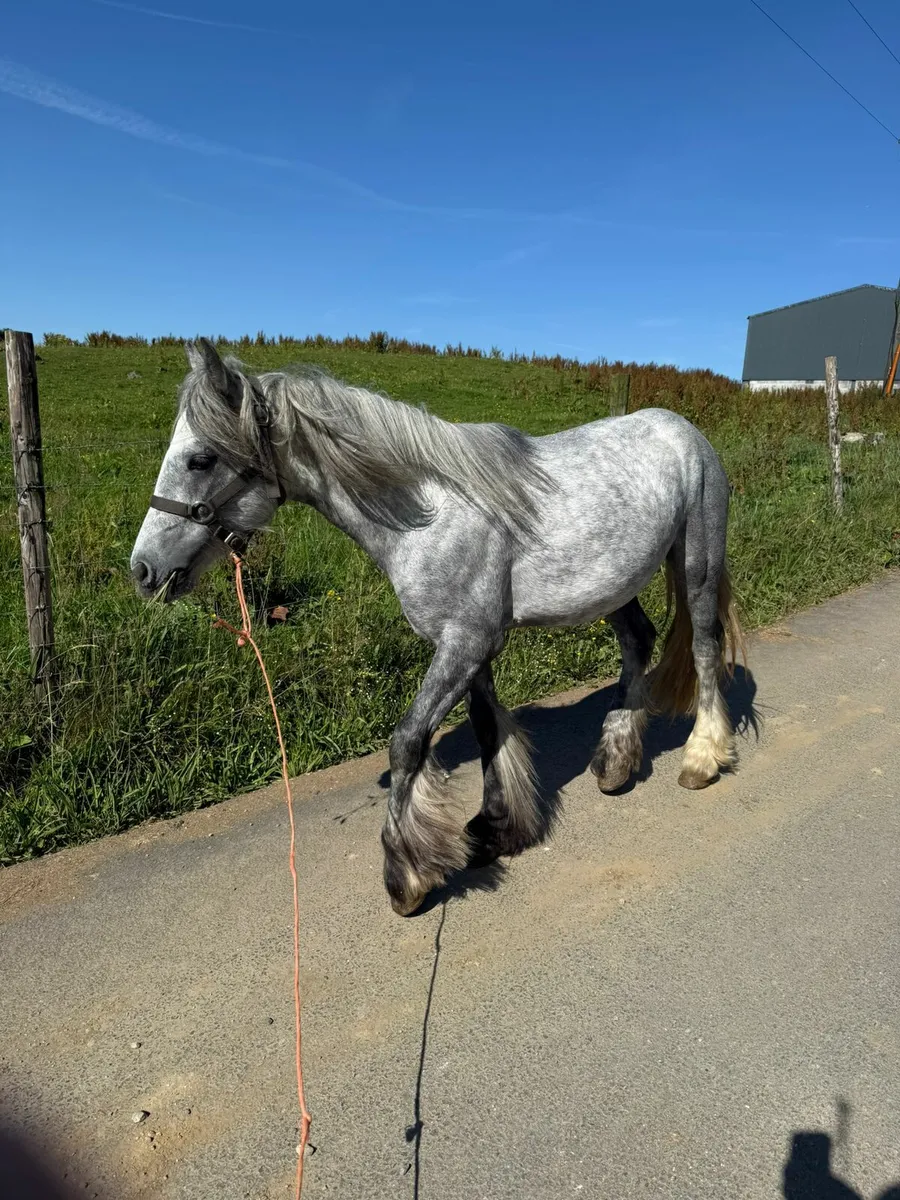 Pony - Image 3