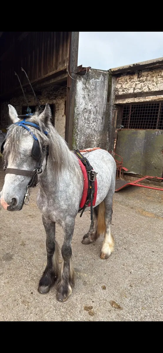 Pony - Image 2