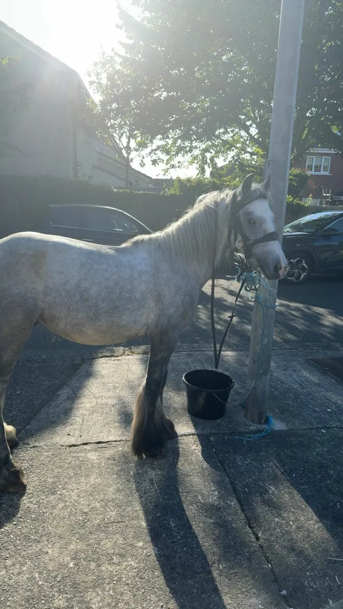 Pony - Image 4