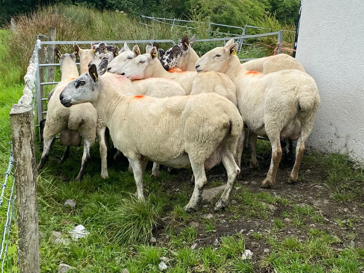 11 Super Breeding Ewes - Image 3
