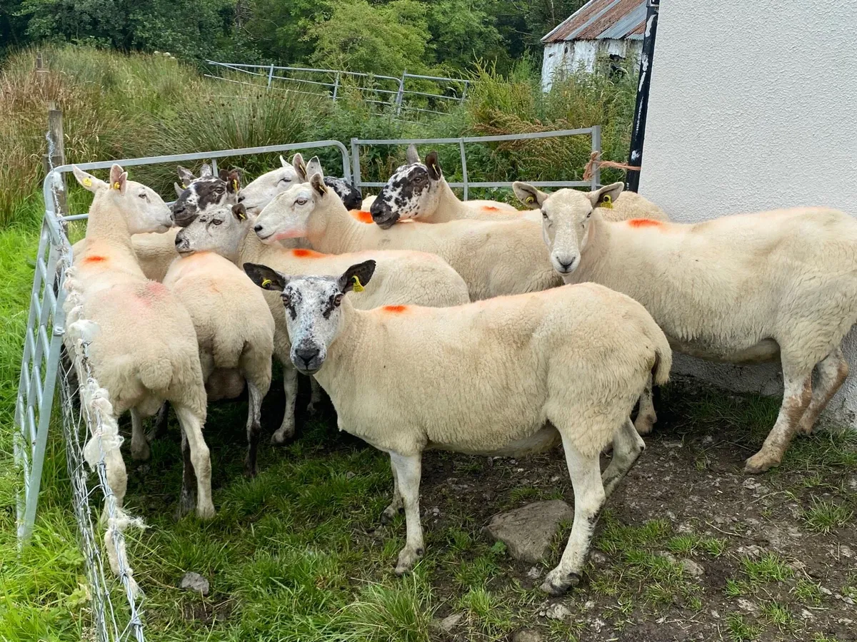 11 Super Breeding Ewes - Image 4
