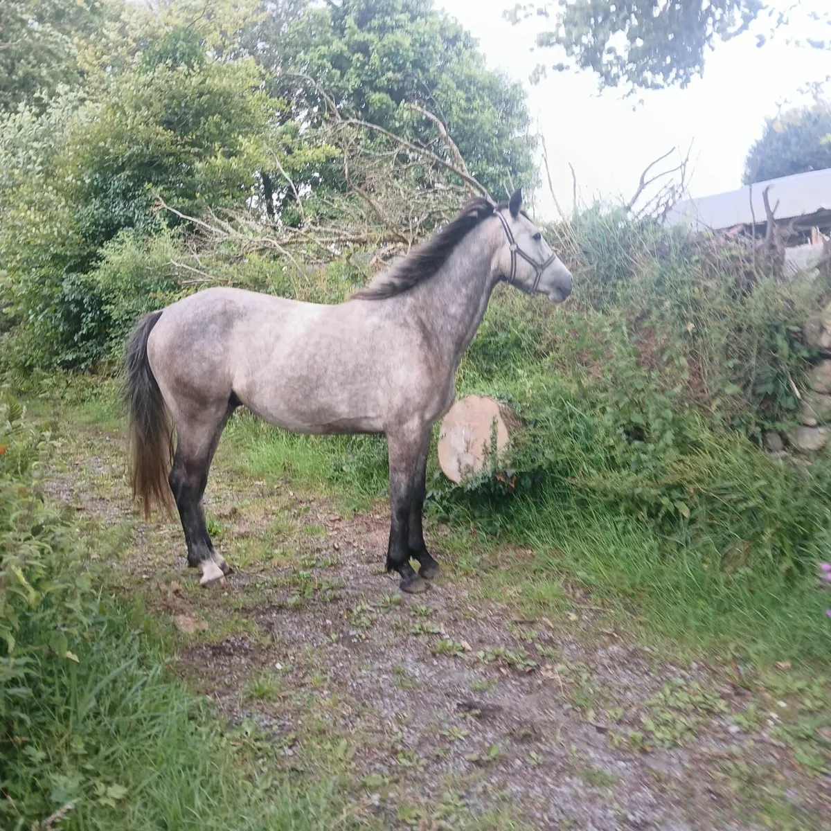 3 yr ish gelding - Image 2