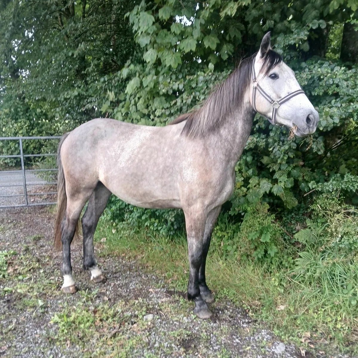 3 yr ish gelding - Image 3