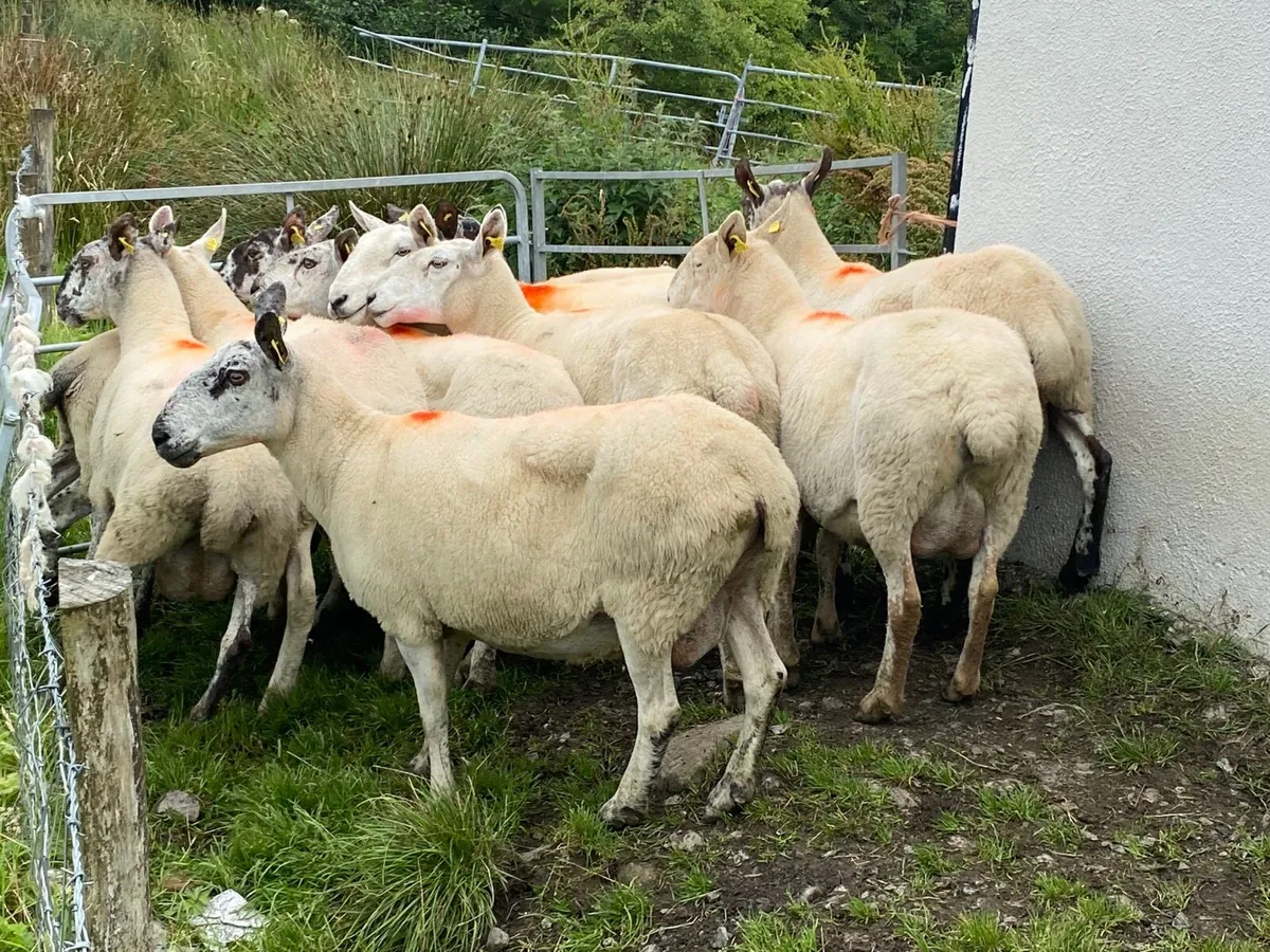 11 Super Breeding Ewes - Image 1