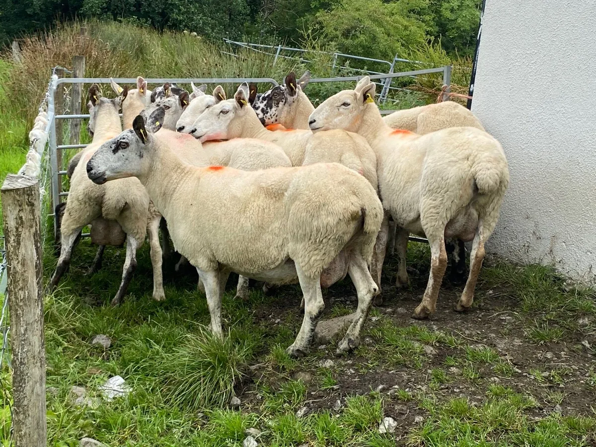 11 Super Breeding Ewes - Image 2