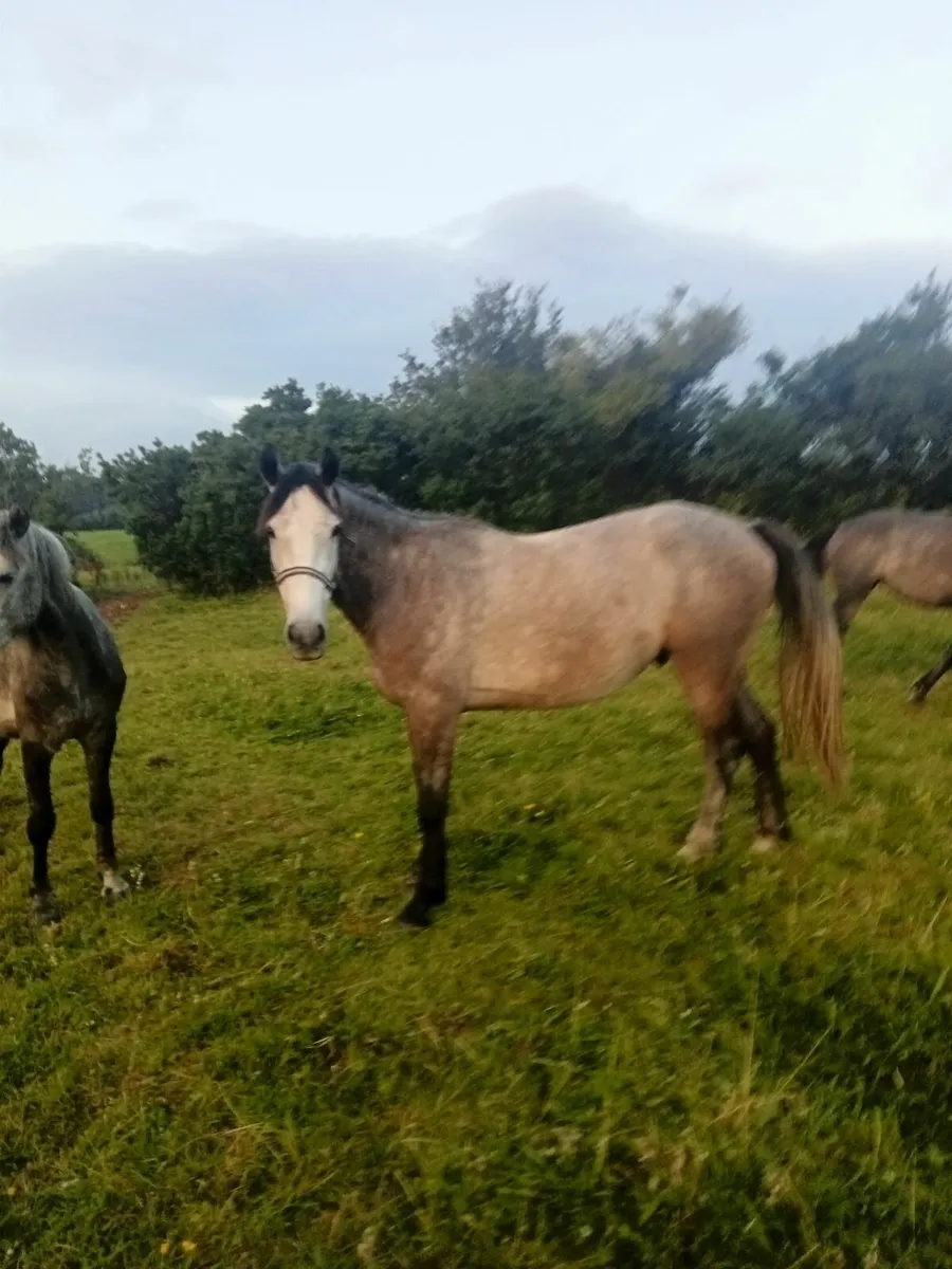 3 yr ish gelding - Image 1