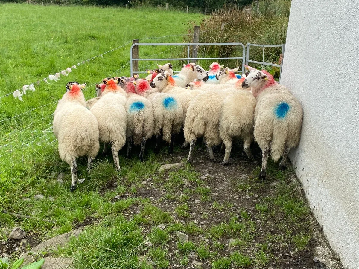 19 Super Ewe Lambs - Image 1
