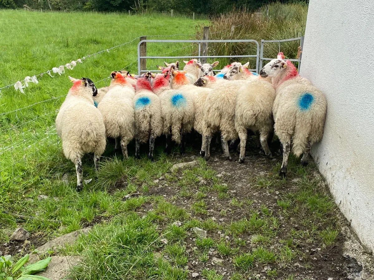 19 Super Ewe Lambs - Image 2
