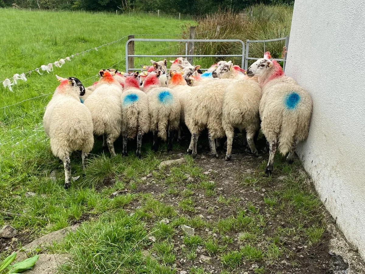 19 Super Ewe Lambs - Image 3