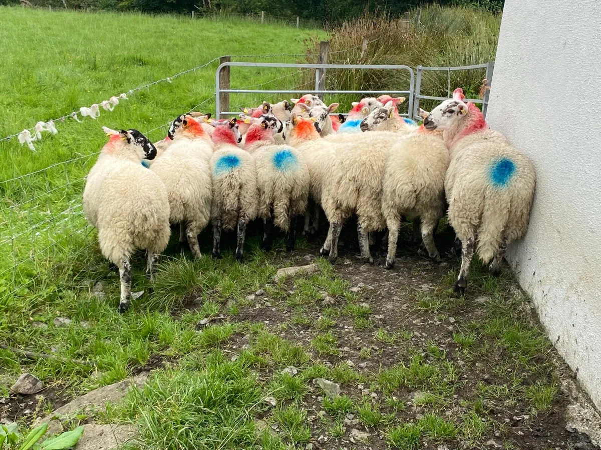 19 Super Ewe Lambs - Image 4