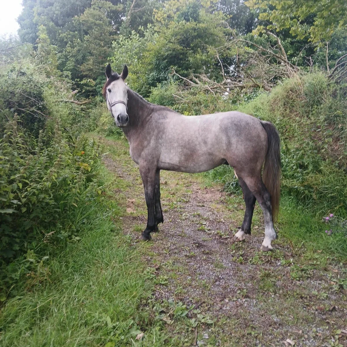 3 yr ish gelding - Image 4