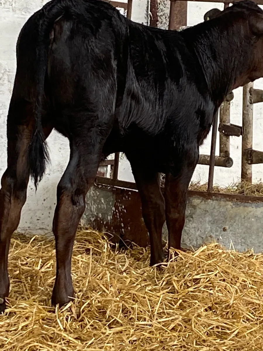 2 TOP QUALITY LIMOUSINE HEIFER RUNNERS - Image 4