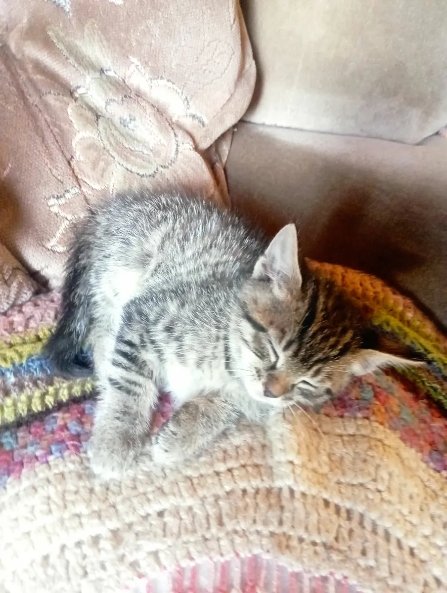 Four cute kittens looking for loving family - Image 1