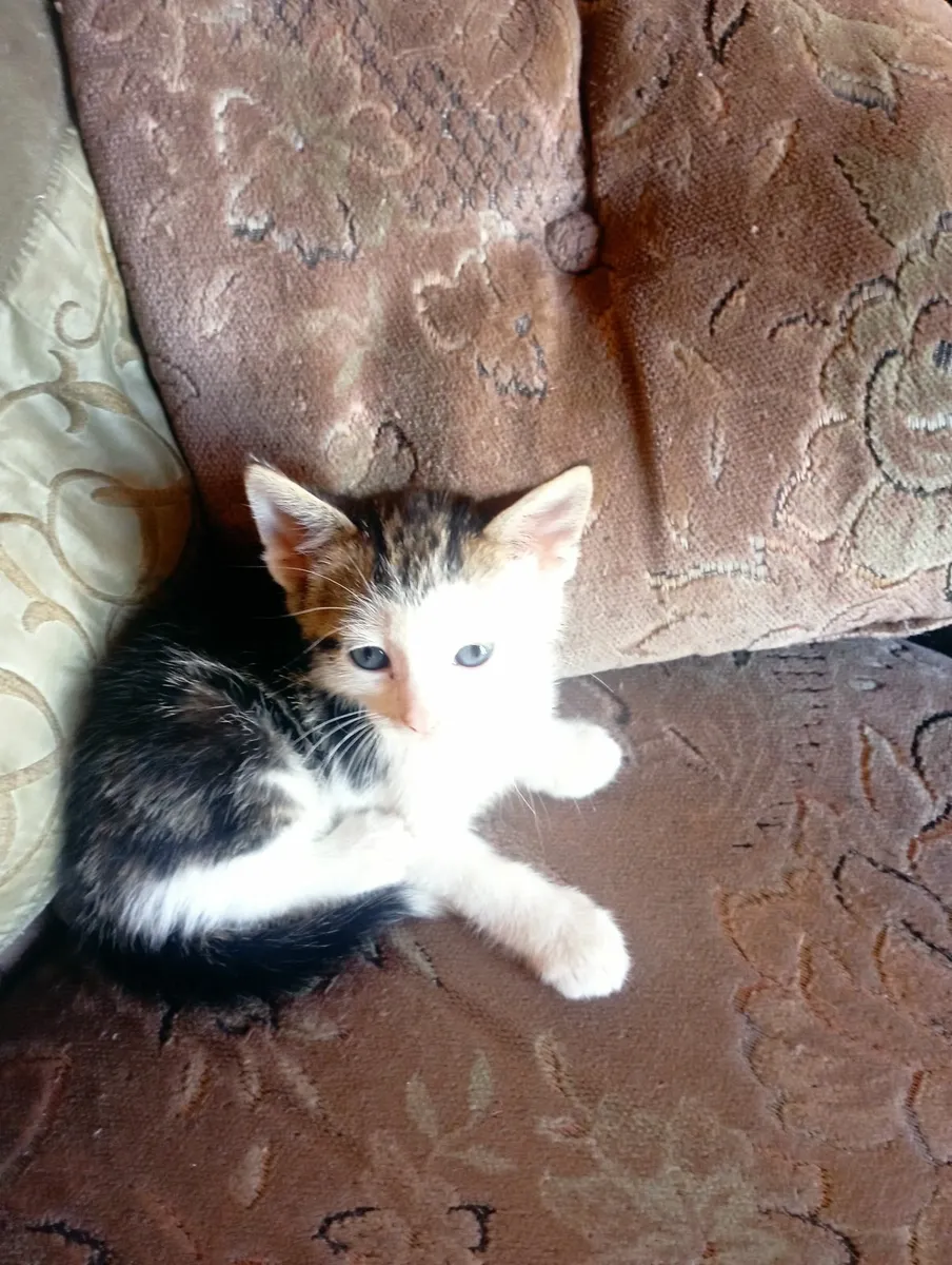 Four cute kittens looking for loving family - Image 2