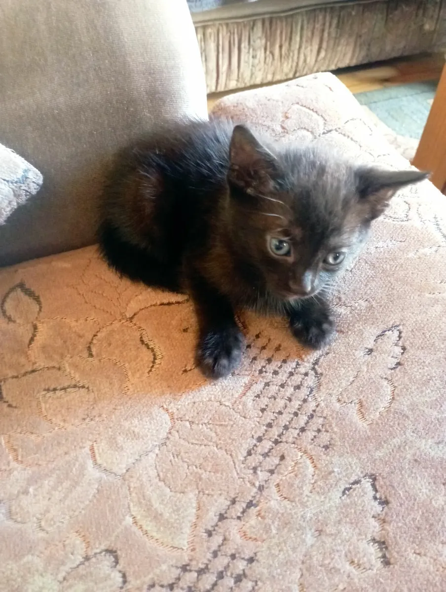 Four cute kittens looking for loving family - Image 3