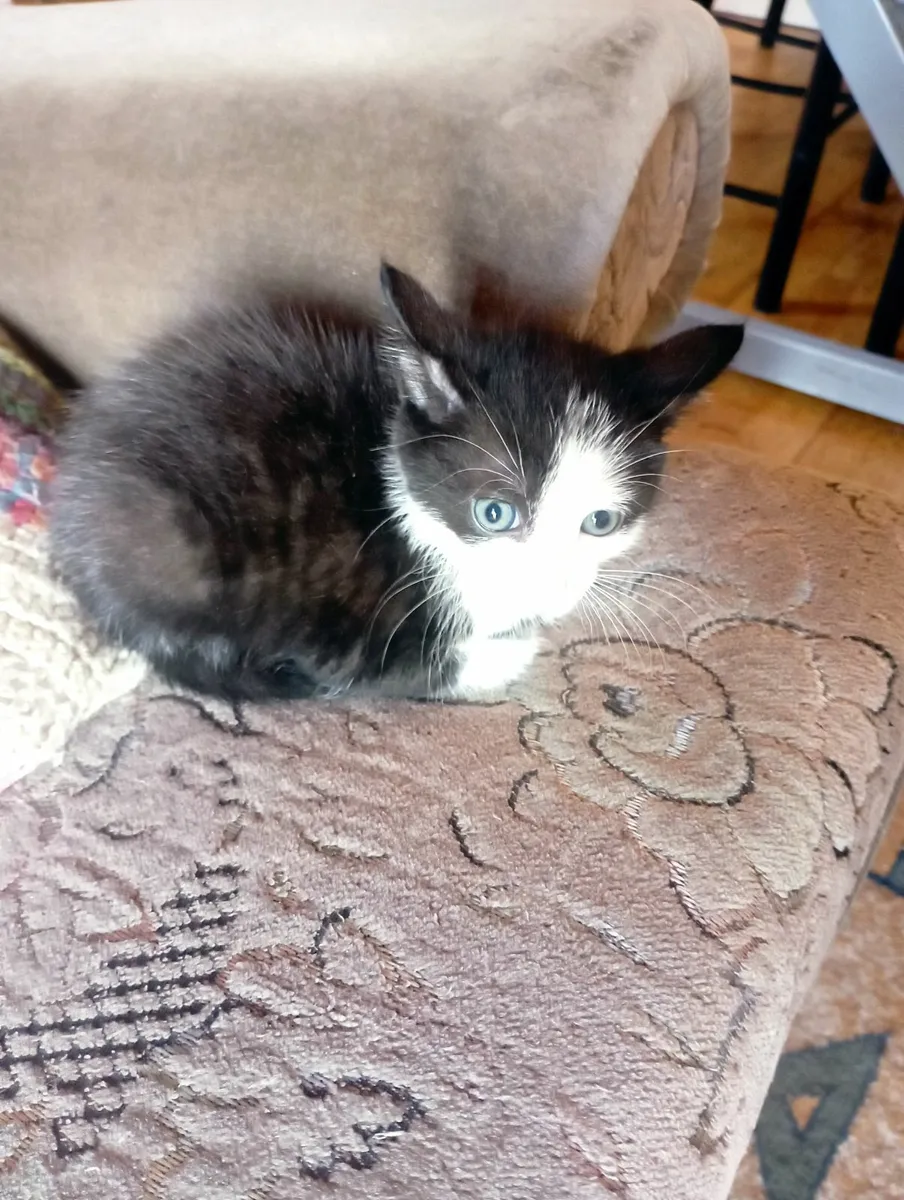 Four cute kittens looking for loving family - Image 4