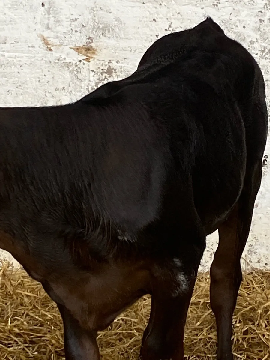 2 TOP QUALITY LIMOUSINE HEIFER RUNNERS - Image 1