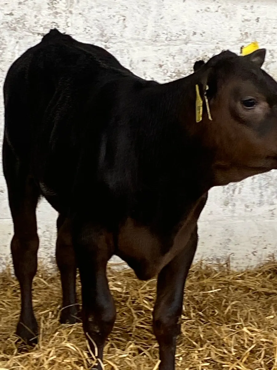 2 TOP QUALITY LIMOUSINE HEIFER RUNNERS - Image 2