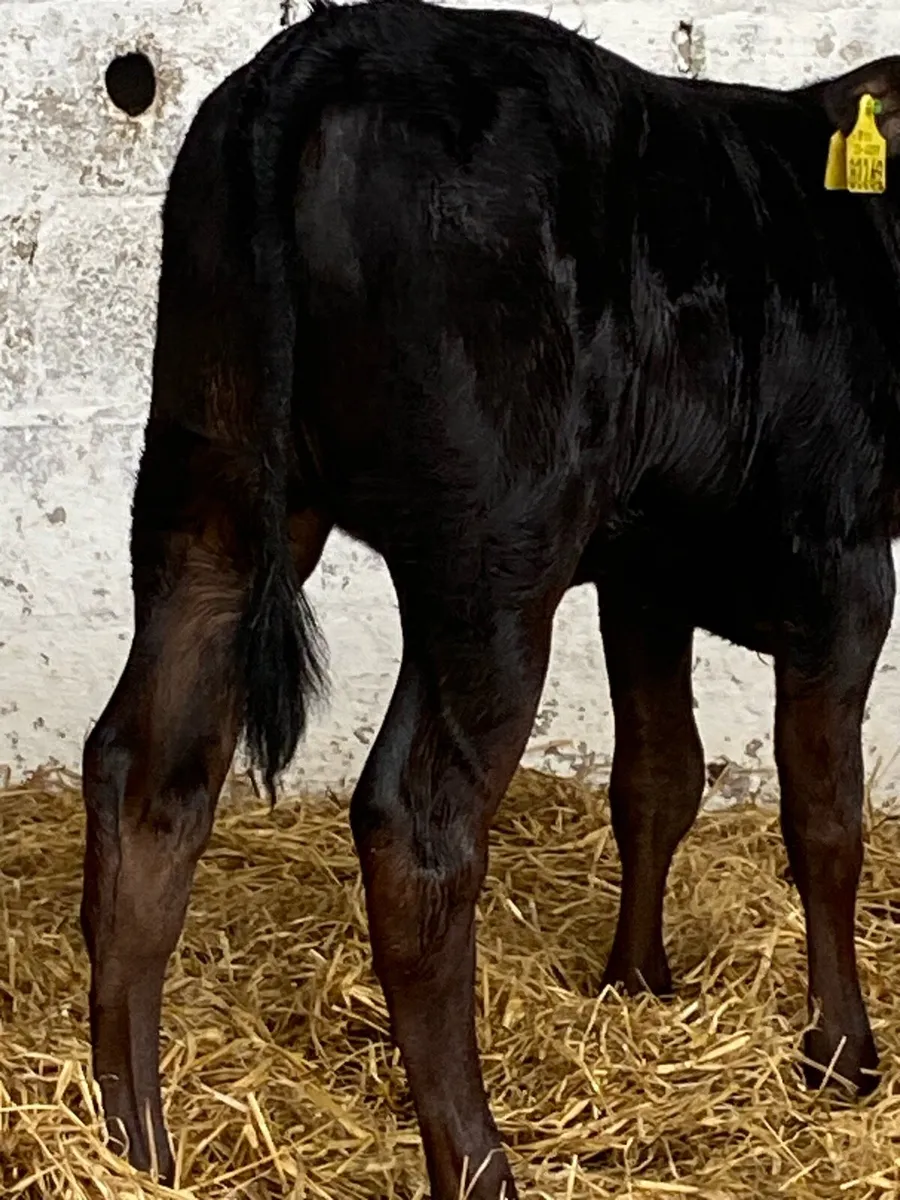 2 TOP QUALITY LIMOUSINE HEIFER RUNNERS - Image 3
