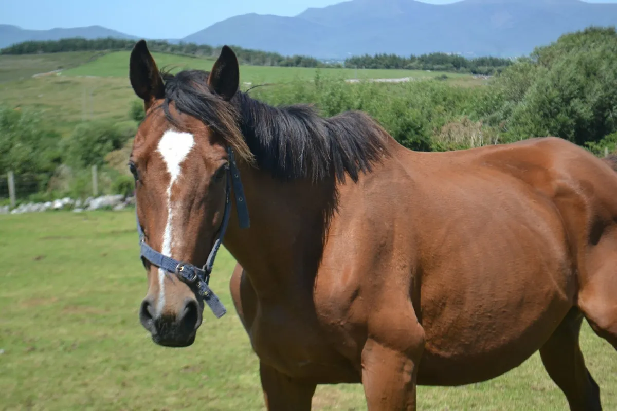 Thoroughbred mares - Image 1