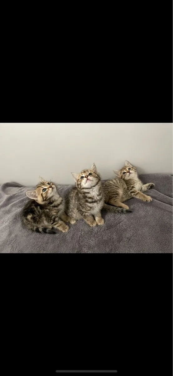 Maine coon kittens - Image 1