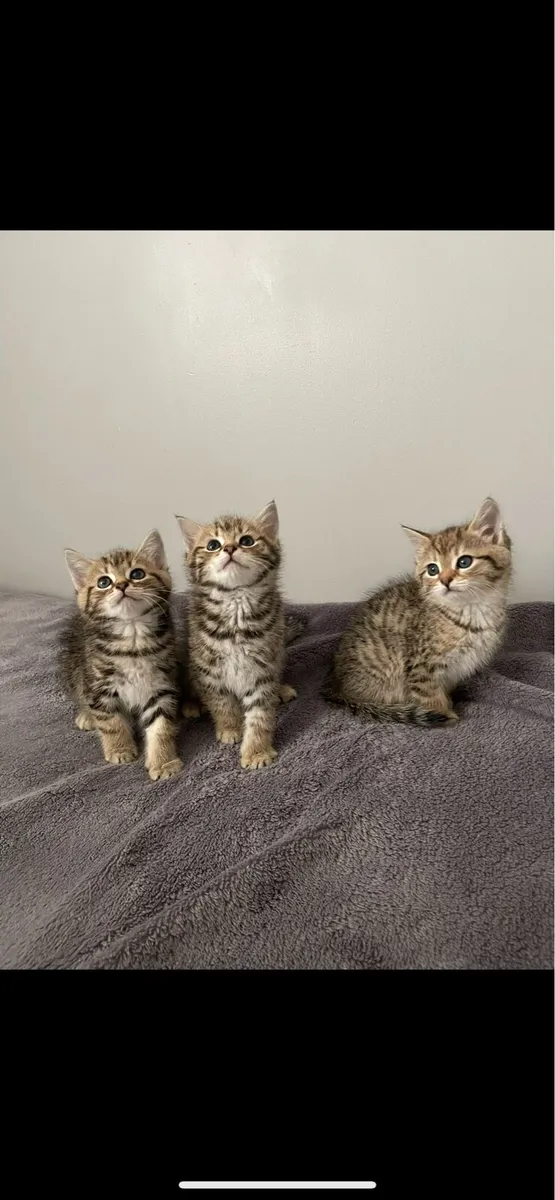 Maine coon kittens - Image 2