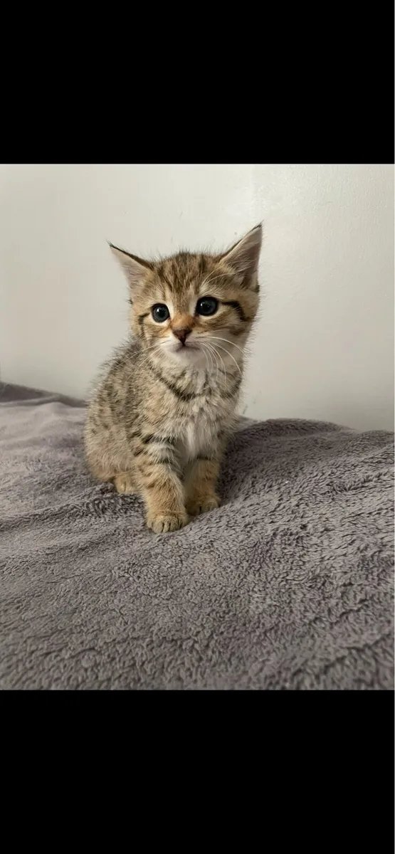 Maine coon kittens - Image 3