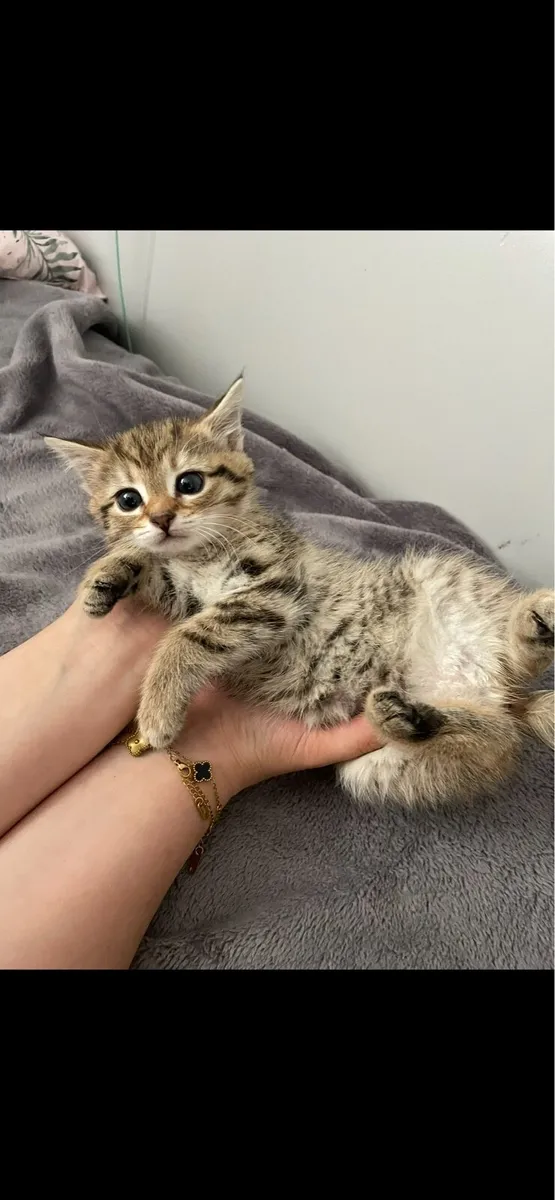Maine coon kittens - Image 4