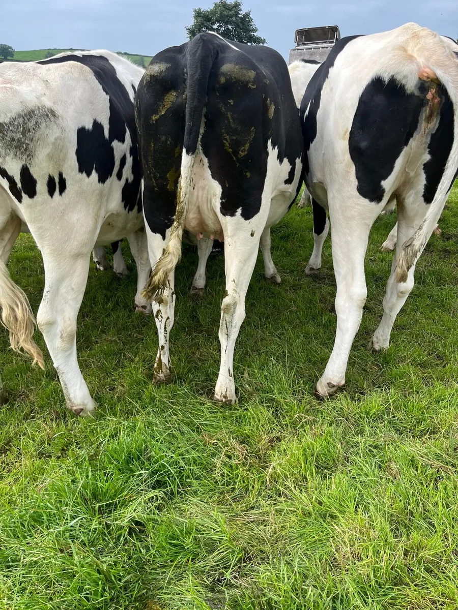 Dairy heifers - Image 2