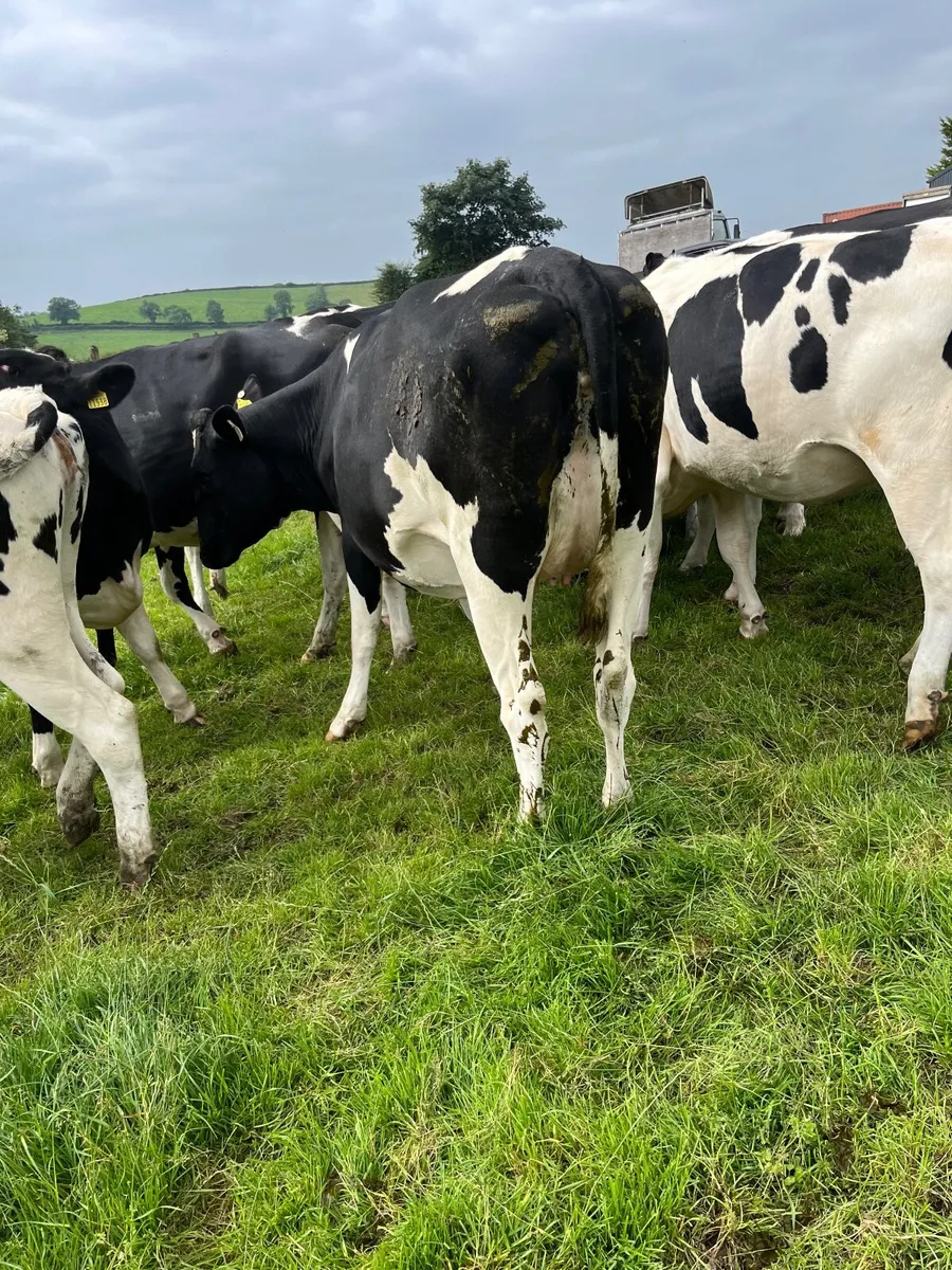 Dairy heifers - Image 3