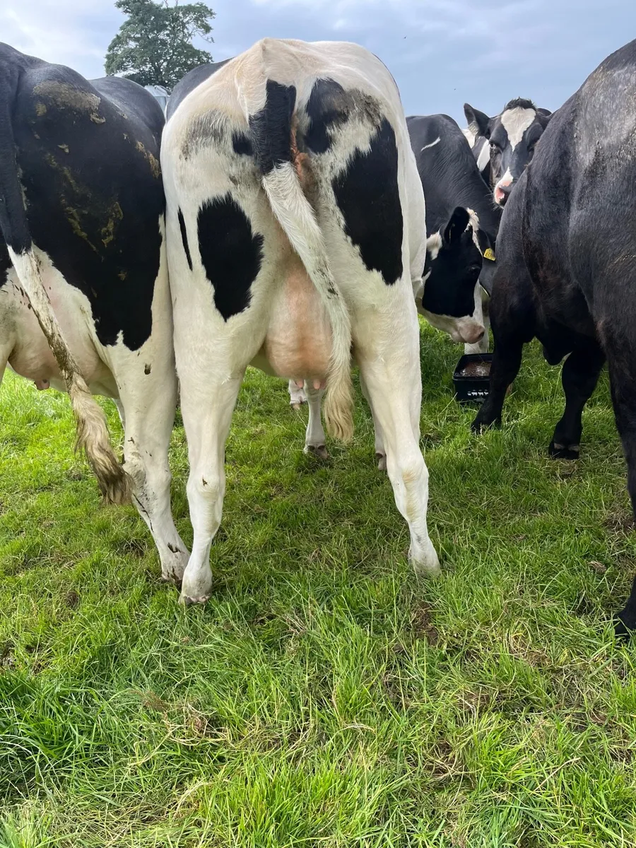 Dairy heifers - Image 1