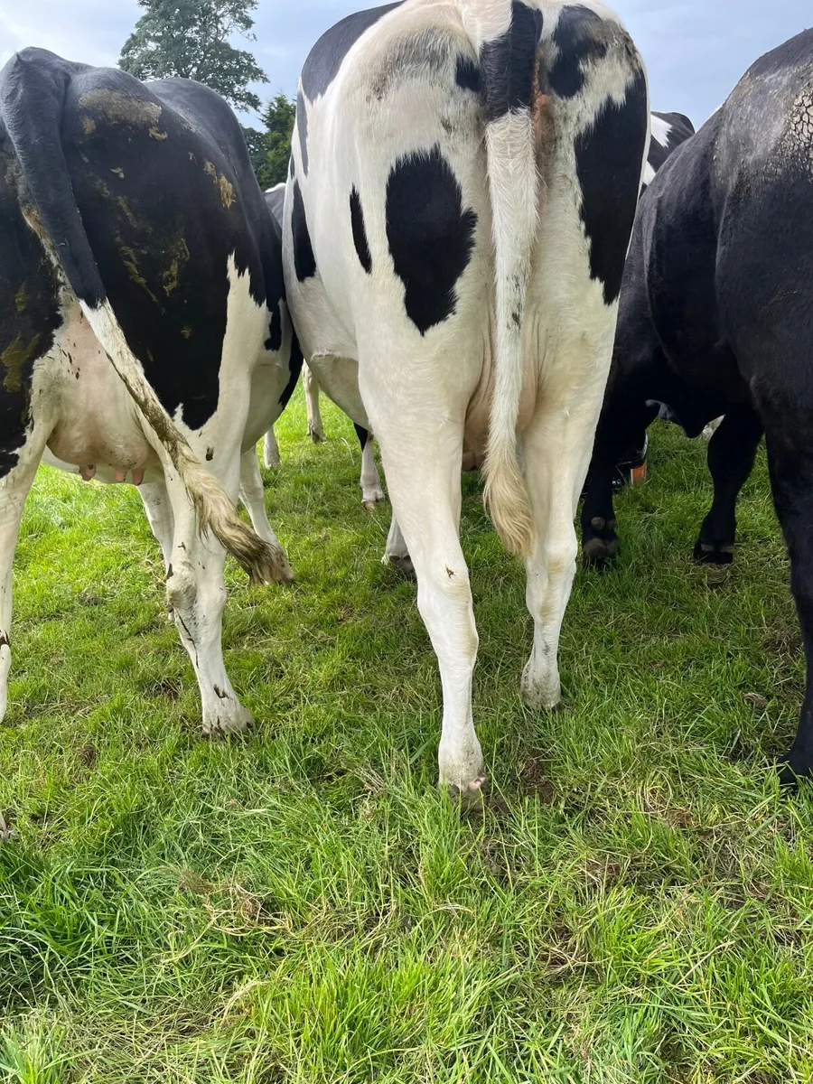 Dairy heifers - Image 4