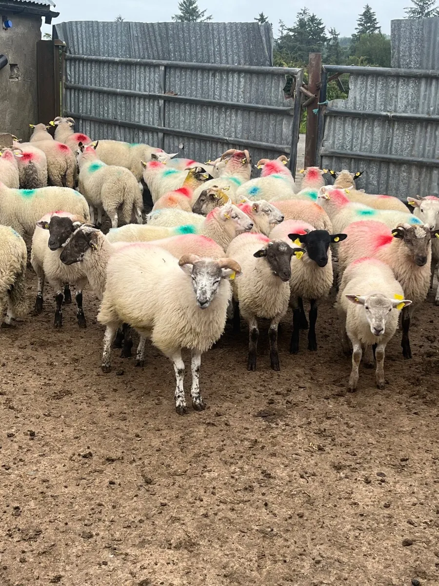 Store lambs - Image 1