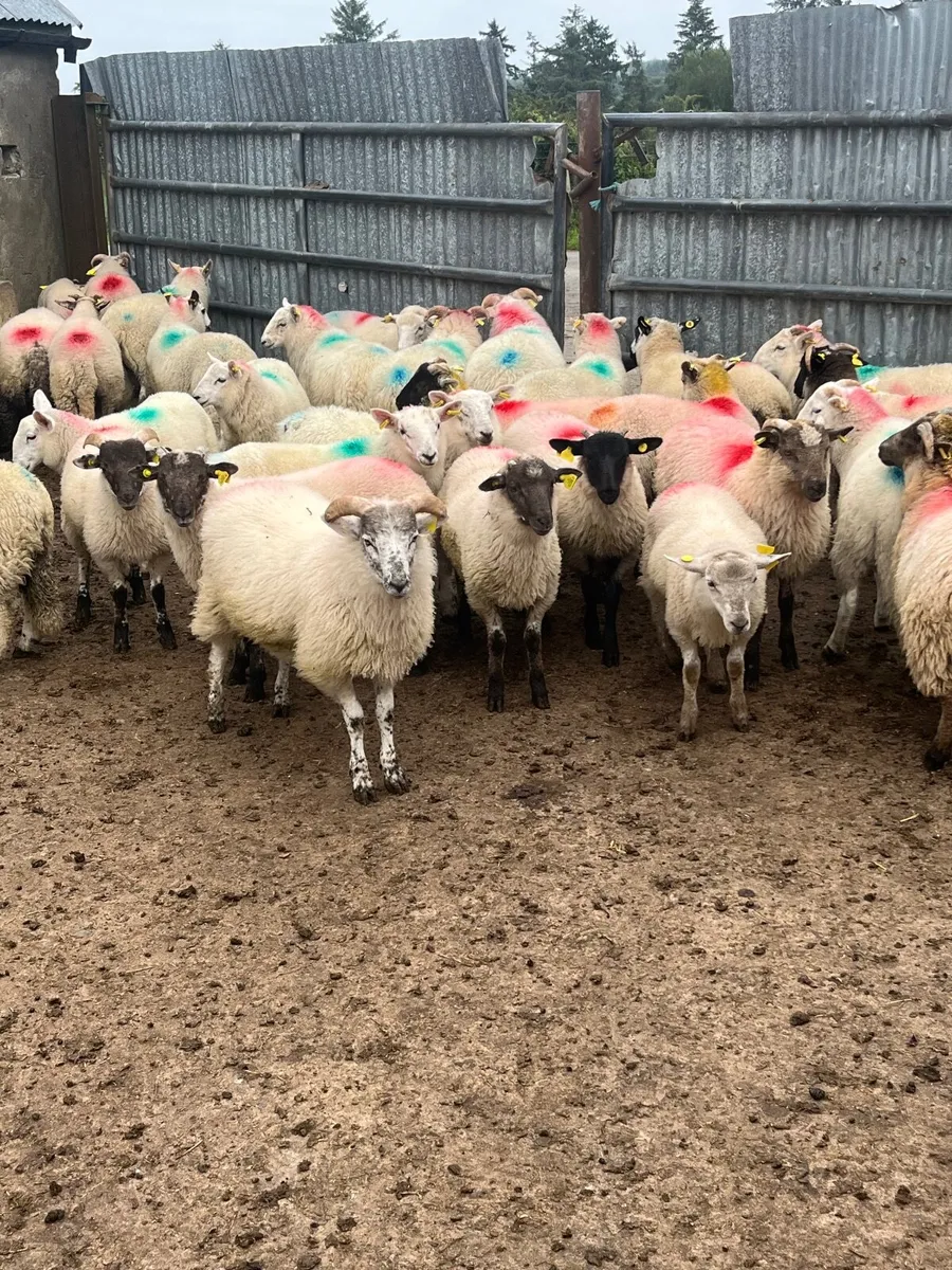 Store lambs - Image 2
