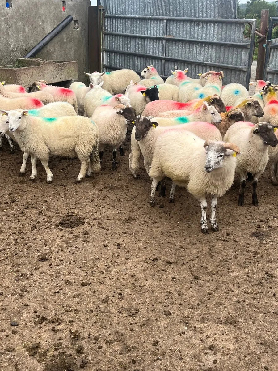 Store lambs - Image 3